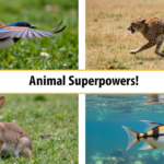 Quiz: How Do Animals Survive? Animals Super Power.