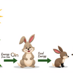Quiz: Food Chains and Energy | Easy Science Guide for Students